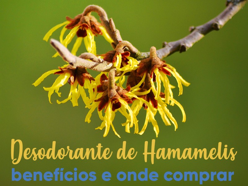 Desodorante de Hamamelis Composto: benefícios e onde comprar
